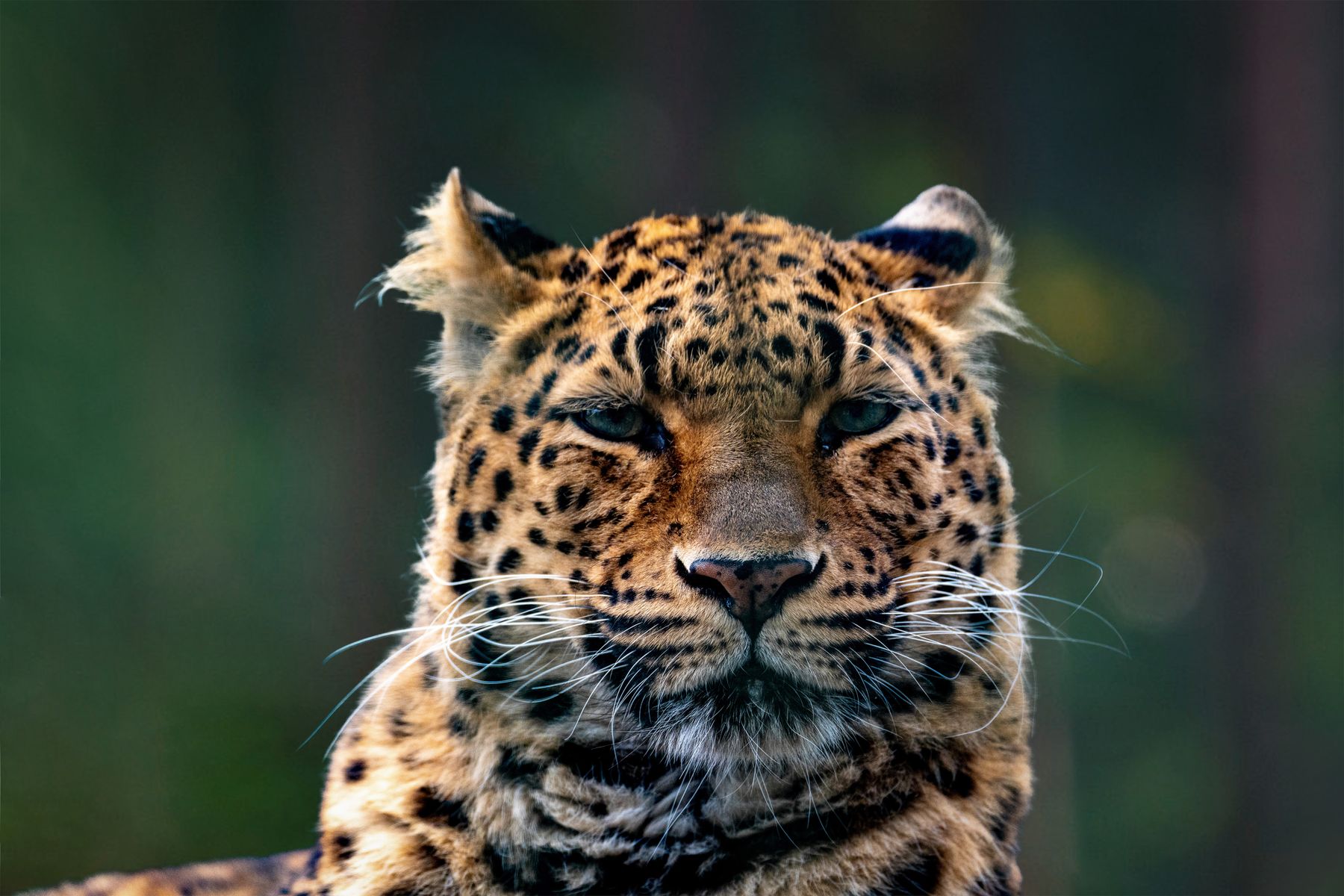 Head-and-shoulders portrait of a live Amur leopard against dark green foliage, its rosette markings clear across the face and shoulders.