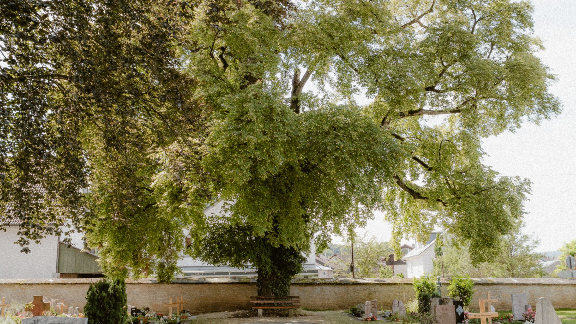 A walled churchyard under a large spreading tree, with low headstones and crosses in mown grass along the wall.