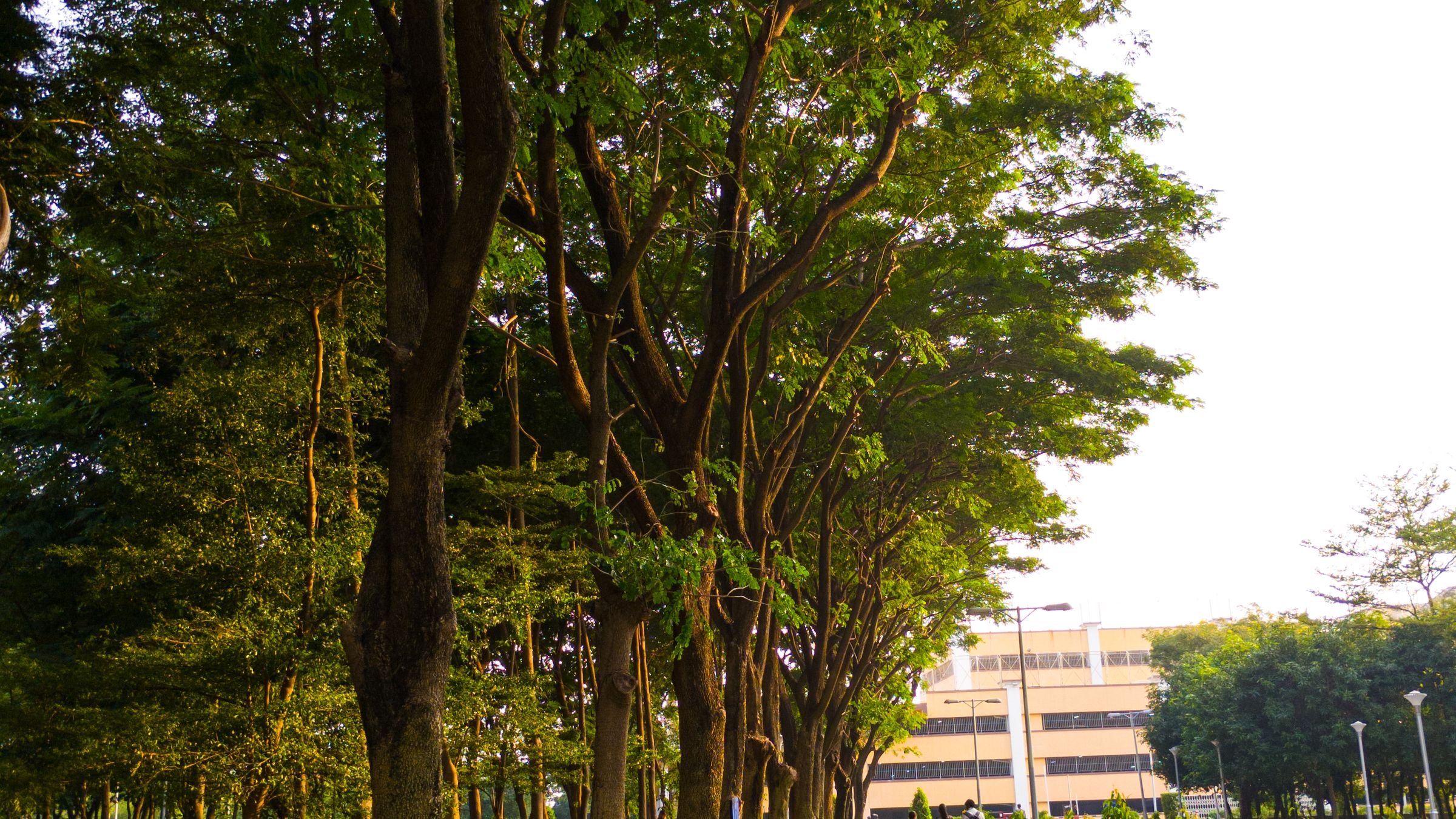 A broad paved walkway flanked by tall trees in full leaf, with dappled light across the paving.
